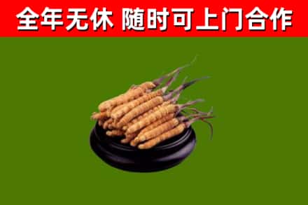 石拐烟酒回收冬虫夏草.jpg